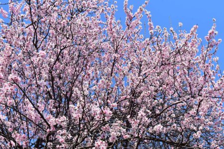 March 20, 2024, Srinagar India: Almond blossom trees with pink flowers are seen early spring across Badawari garden, the garden is very popular at the end of winter and the beginning of spring