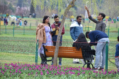 Photo for March 23, 2024, Srinagar, India:Tourists are delighted to explore the stunning tulip gardens during their tour of Asia's largest tulip garden, as the garden officially opens its doors to the public today - Royalty Free Image