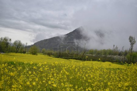 April 12, 2024 Srinagar India: Landscape of  the mustard fields with vibrant yellow blooms on the outskirts of Srinagar. 
