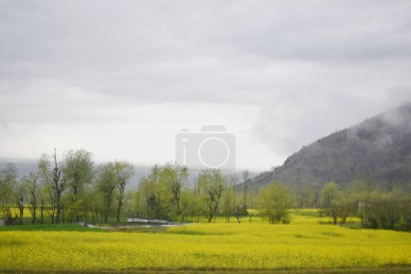12. April 2024 Srinagar Indien: Landschaft der Senffelder mit leuchtend gelben Blüten am Stadtrand von Srinagar. 