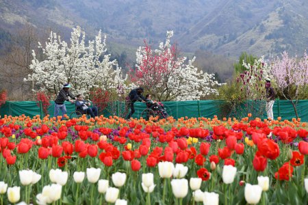 Photo for The tulip garden which is in Srinagar is commonly known as Siraj Bagh and is located on the banks of the famous Dal Lake. on April 4, 2024, Srinagar, India - Royalty Free Image