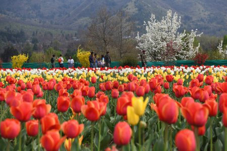 Téléchargez les photos : Le jardin de tulipes qui se trouve à Srinagar est communément appelé Siraj Bagh et est situé sur les rives du célèbre lac Dal. le 4 avril 2024, Srinagar, Inde - en image libre de droit