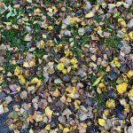 Maple leaves falling to the ground in autumn. High quality photo