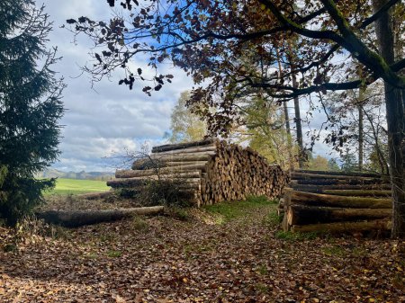 Téléchargez les photos : Une pile d'arbres abattus dans la campagne tchèque. Forêt et terres agricoles en vue. Jour d'automne. Photo de haute qualité - en image libre de droit