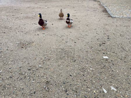 Three ducks wondering around in town. High quality photo