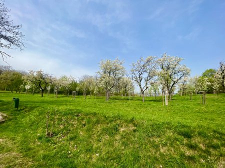 Blick auf blühende Bäume in einem Obstgarten mit grünen Wiesen. Ein Garten, der von Freiwilligen bepflanzt wurde. Teplice, Tschechien. Hochwertiges Foto