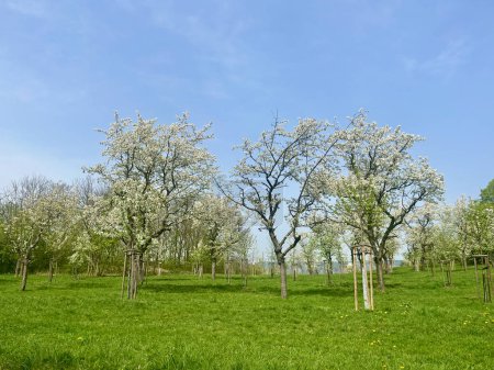 Panorama of blooming trees in an orchard with green meadow. A garden planted by volunteers. Teplice, Czech Republic. High quality photo