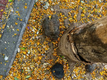 Bright yellow desert ground covered with Palo Verde fallen flowers and mixed gravel. Sewer manhole. High quality photo