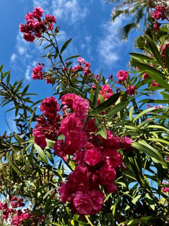 Der Garten mit blühendem Oleander. Nahaufnahme weiche rosa süße Oleanderblüte oder Rosenrotbraun. Vertikal. Hochwertiges Foto
