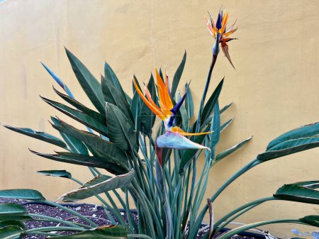 Paradiesvogel Strelitzia reginae gegen die Wand. Spanien. Teneriffa. Hochwertiges Foto