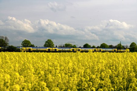 Téléchargez les photos : Le train circule le long d'un champ de colza en fleurs - en image libre de droit