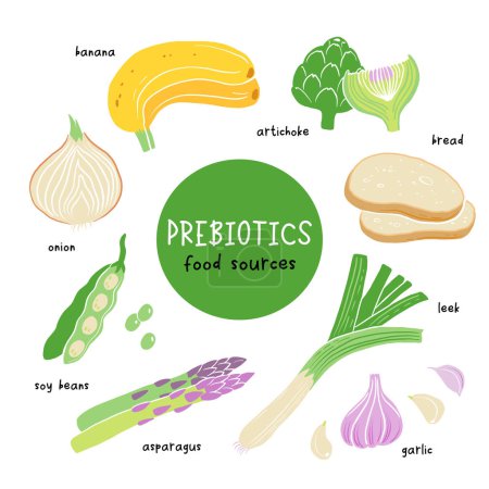 Ilustración de Productos prebióticos, fuentes de estas bacterias, alimentos ricos en nutrientes. Ilustración vectorial plana de habas de soja espárragos cebolla plátano ajo alcachofa - Imagen libre de derechos