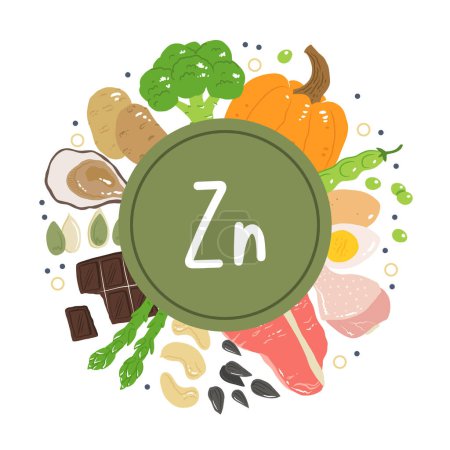 Zinc food sources vector stock illustration. Food products with a high content of zinc. Oysters, pumpkin seeds, sunflower seeds, eggs, asparagus, beef, chicken, cashew nuts. Information poster.