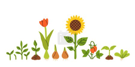 Illustration for Seedlings, Germination of sprouts for planting. Spring flowers, tulip, sunflower, strawberry. Set of hand drawn vector illustration isolated on white background. - Royalty Free Image
