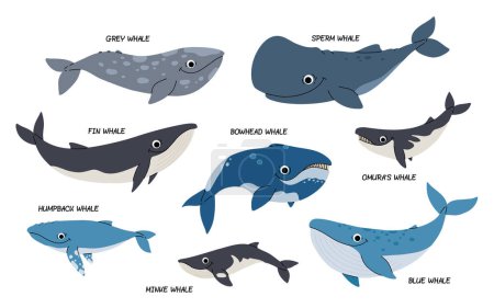 Vektor-Zeichentrickserie mit Illustrationen verschiedener Walarten auf weißem Hintergrund. Flache Illustration von Walen. Unterwasserwelt, Ozean, Unterwasserbewohner.