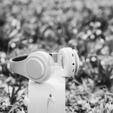 White headphones on the box at nature background. Spring flowers and headphones. Wireless headphones. Music, lifestyle and technology concept.