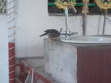 An indian myna bird sitting on wash basin for driking water dropping from the tap in the premises of a temple