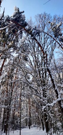 Photo for Crown snow-load is snow and hard rime that accumulates on tree crowns in a cold climate. - Royalty Free Image