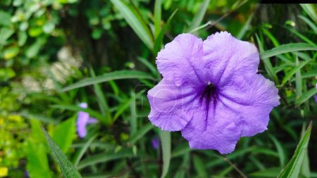 Foto de Snapdragon raíz o favorecen la raíz hermosa flor púrpura con fondo borroso - Imagen libre de derechos