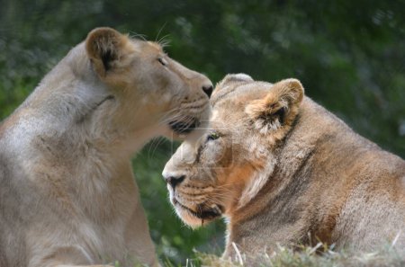 Photo for Close up of pair of lionesses in the wild - Royalty Free Image