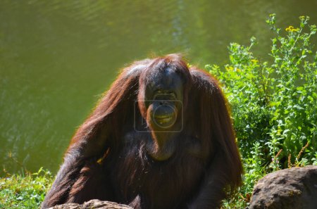 Foto de Un primer plano de un orangután feliz sonriendo - Imagen libre de derechos