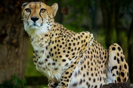 ein Gepard mit leuchtenden Augen in freier Wildbahn