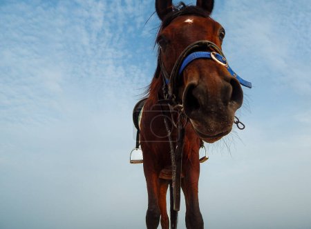 Photo for Brown horse looking down - Royalty Free Image