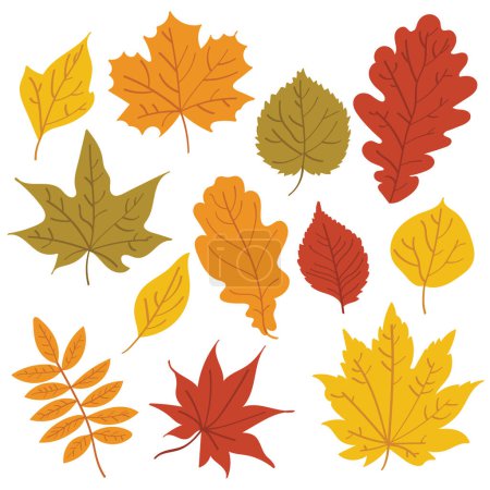 Illustrations of Colorful leaves in autumn illustration set