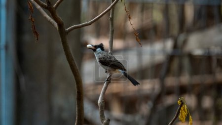 Rußköpfige Bulbul-Vögel spielen und hocken auf den Ästen eines Baumes, der Nahrung trägt
