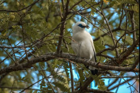 hermoso pájaro myna balinés o estornino balinés encaramado en una rama de árbol al amanecer. en la isla de bali, indonesia