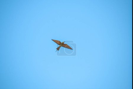the blue tailed bee eater flies freely against the background of a clean blue sky. taken from below