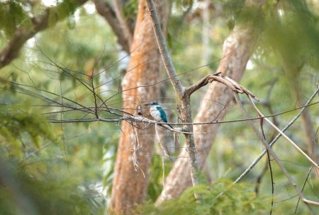 schöne Halsband Eisvogel blaue Vögel necken einander, während sie auf dünnen Zweigen über hellgrünem Hintergrund in Indonesien Mangrovengarten hocken, Gnade wildes Tier