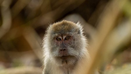 Retrato de primer plano de un joven mono cynomolgus mirando directamente a la cámara, la selva tropical difusa en el fondo