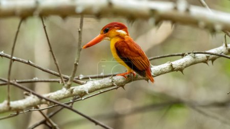 Der Orientalische Zwergeisvogel, auch als Rotrückeneisvogel bekannt, ist einer der farbenprächtigsten Eisvögel, die in Indonesien zu finden sind. ein orangefarbener Vogel thront auf einem Ast