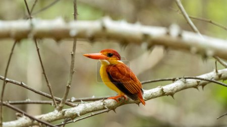 Photo for Oriental Dwarf Kingfisher also known as the Rufous-backed Kingfisher is one the most colourful kingfisher found in Indonesia. an orange bird perched on a tree branch - Royalty Free Image