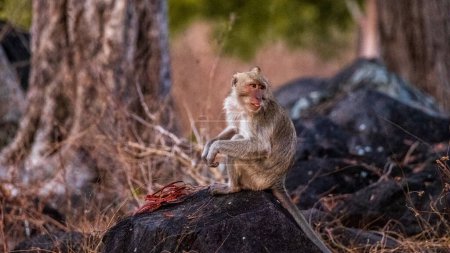 brown monkey is sitting on a rock eating grains with very beautiful background of bacteria and nature in summer