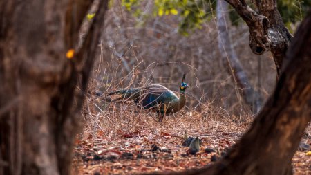male Indonesian peafowl or pavo cristatus or peacock in natural scenic winter season forest or jungle at Baluran national park forest reserve, Indonesia
