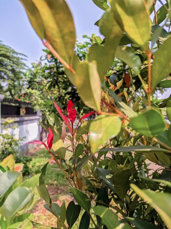 Der rote Kormoranbaum mit grünen Blättern wurde wunderschön gepflanzt und vor den schwarzen Zaun gestellt