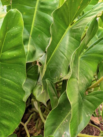 Philodendron burle marx variegeted, Beautiful garden with green monstera plant in the garden.Natural background