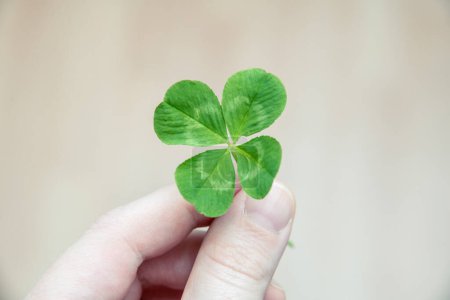 Photo for A light hand holds a four-leaf clover - Royalty Free Image
