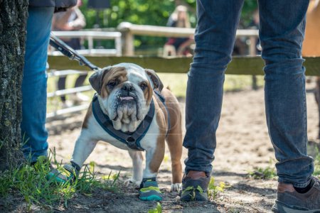 Photo for People are at a riding event with their Boxer - Royalty Free Image
