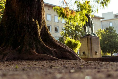 Photo for In the foreground, the massive roots of a stately tree are in focus. In the background you can see the Leineweber monument. - Royalty Free Image