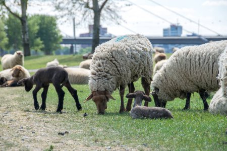 Photo for Grazing sheep directly on the Rhine against the big city backdrop of Duesseldorf - Royalty Free Image