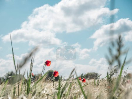 Photo for The Duesseldorf skyline on a beach near the Rhine on a sunny summers day - Royalty Free Image