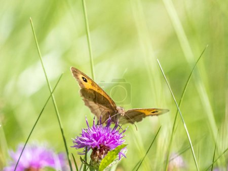 Photo for A butterfly on a purple flower of a flower meadow - Royalty Free Image