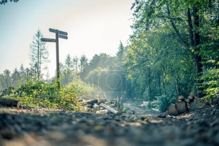 Téléchargez les photos : Panneau à une fourche dans la forêt sur le Hermannsweg dans la forêt de Teutoburg - en image libre de droit
