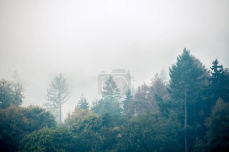 Photo for Forest threatened by climate change in the fog - Royalty Free Image