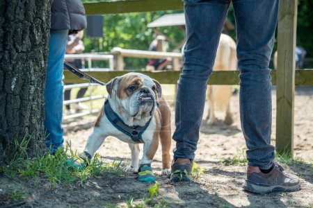 Photo for People are at an equestrian event with their dog wearing shoes - Royalty Free Image