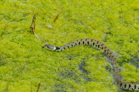 Serpiente de hierba joven (Natrix natrix) con lengua de dardo