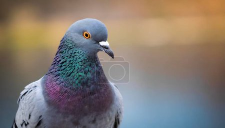 Téléchargez les photos : Un pigeon avec une tête verte et des ailes bleues se tient debout sur un rebord - en image libre de droit